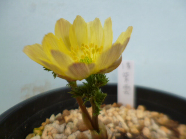 楽天市場】【送料無料】福寿草 「信濃金采（しなのきんさい）」 小2芽