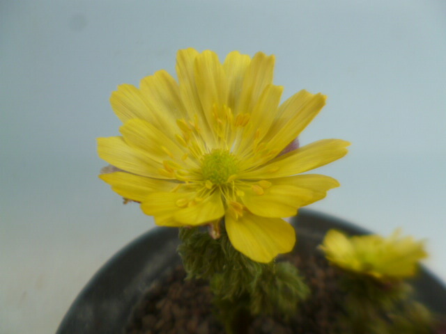 楽天市場】【送料無料】福寿草 「信濃金采（しなのきんさい）」 小2芽