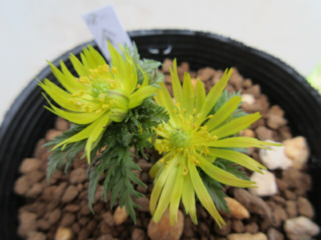 楽天市場】【送料無料】福寿草 「白牡丹（はくぼたん）」2芽 : 片岡笑