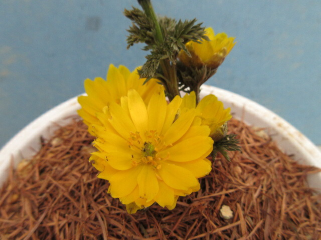 楽天市場】【送料無料】福寿草 「信濃金采（しなのきんさい）」 小2芽