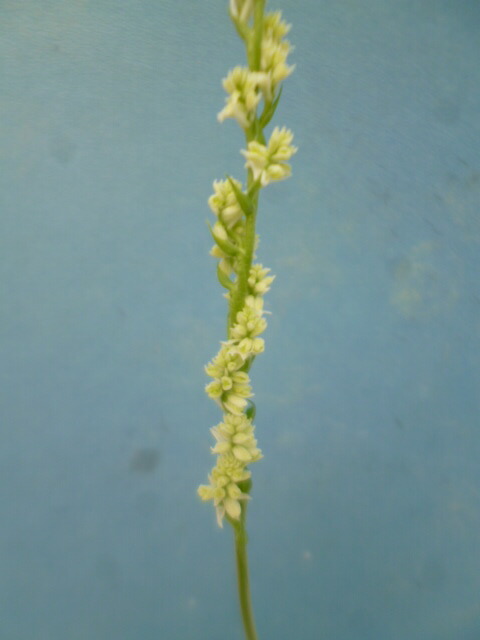 楽天市場】【送料無料】福寿草 「白牡丹（はくぼたん）」2芽 : 片岡笑