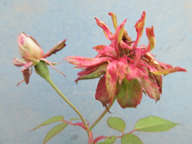 楽天市場 バラ ミドリ花 グリーンローズ チャイナローズ 片岡笑幸園 悠々の森