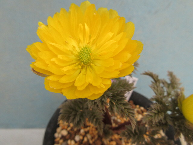 福寿草 交配種１ 車屋白 変化 大１芽 22春夏新作