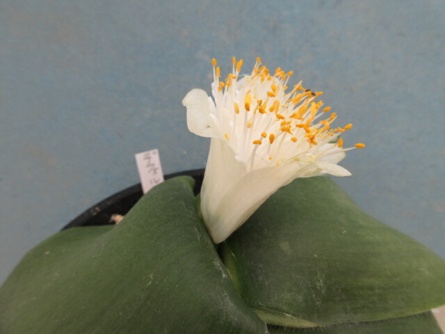 ハエマンサス 斑入り 楽天市場】【送料無料】山野草 マユハケオモト 斑入り