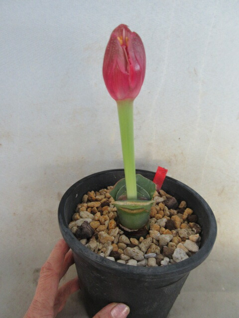 楽天市場】【送料無料】マユハケオモト（ハエマンサス）ピンク C