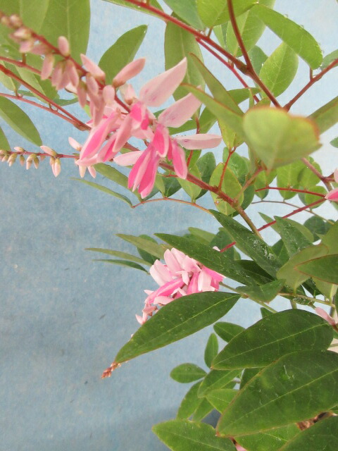 楽天市場 送料無料 ニワフジ 庭フジ ピンク 片岡笑幸園 悠々の森