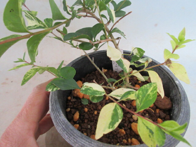 楽天市場】【送料無料】小盆栽 イチョウ 斑入り 苗 : 片岡笑幸園「悠々