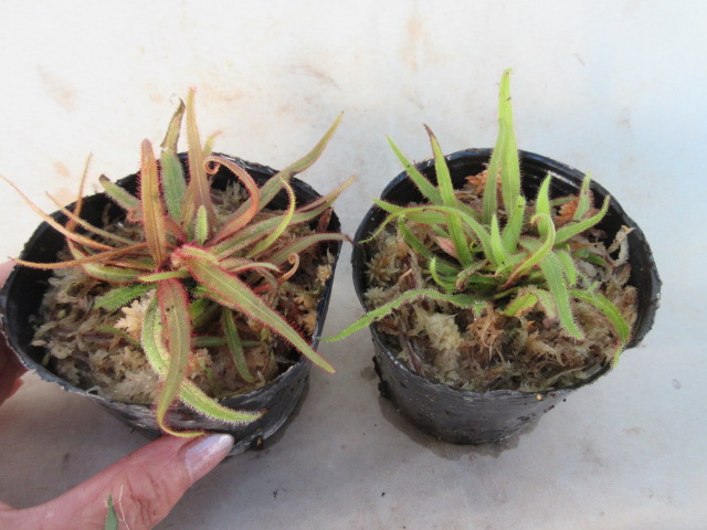 楽天市場 食虫植物 モウセンゴケ アデラエ Drosera Adelae 片岡笑幸園 悠々の森