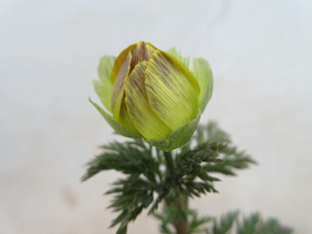 楽天市場】【送料無料】福寿草 「信濃金采（しなのきんさい）」 小2芽