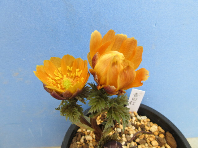 楽天市場】【送料無料】縁起物 福寿草 金采（きんさい） 1芽 : 片岡笑