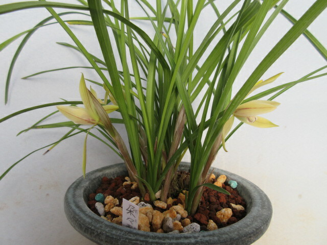 花 観葉植物 鉢花東洋ラン 中国春蘭 朶々香 だだこう ｂ 片岡笑幸園 悠々の森 きれいな花色や斑入り葉で 人気のシュンランです