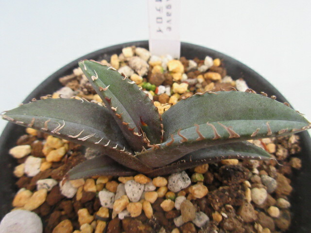 楽天市場】【送料無料】多肉植物 エケベリア モダンジェオン