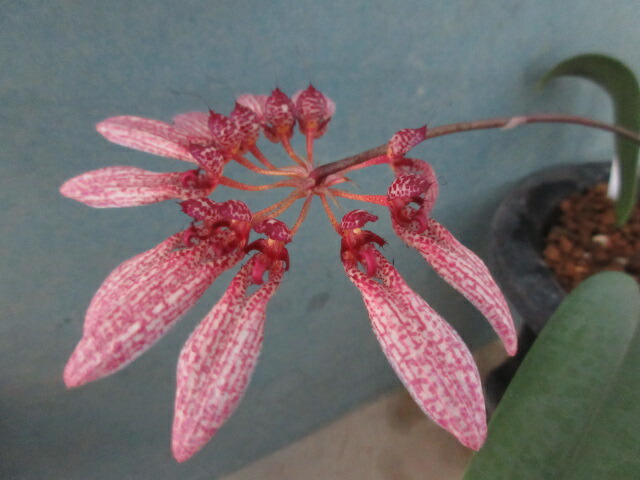 ☆ 日本春蘭 多摩の光 花2付 寒蘭 ☆