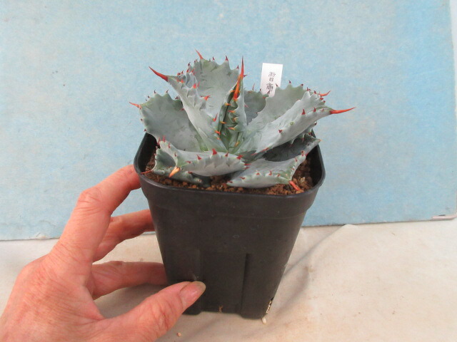 楽天市場】【現品・現物 】アガベ イシスメンシス 和名：雷帝