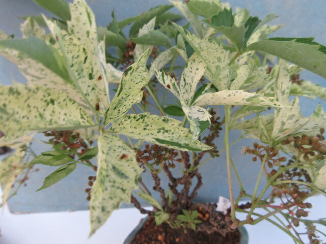 楽天市場】【送料無料】ツタ 斑入り「五色ヅタ」A : 片岡笑幸園「悠々