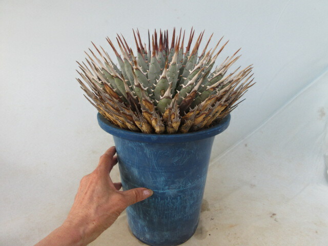 クトゥルフ　アガベ　ユタエンシス　yeitao Agave titanota(アガベ チタノタ ) #CS-007 悪魔系 子株 | THE CORE