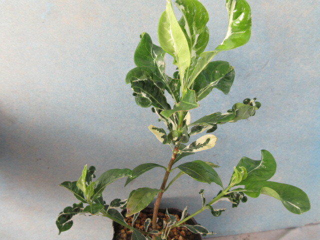 楽天市場】【送料無料】ツタ 斑入り「五色ヅタ」A : 片岡笑幸園「悠々