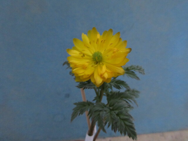 楽天市場】【送料無料】福寿草 「信濃金采（しなのきんさい）」 小2芽