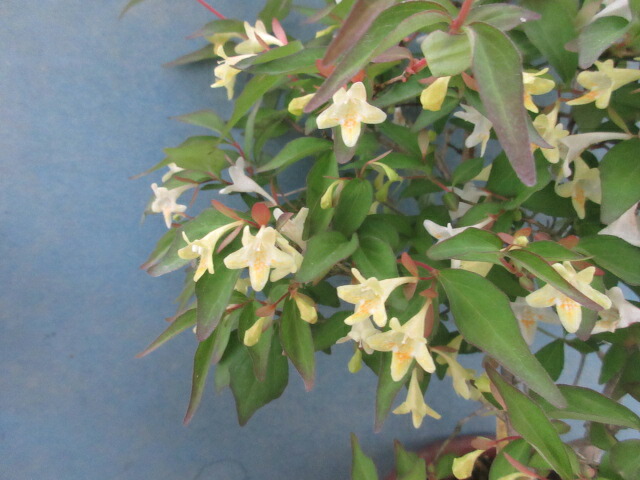 楽天市場】バイカツツジ 【里の木シリーズ】 : 苗木部 by 花ひろば