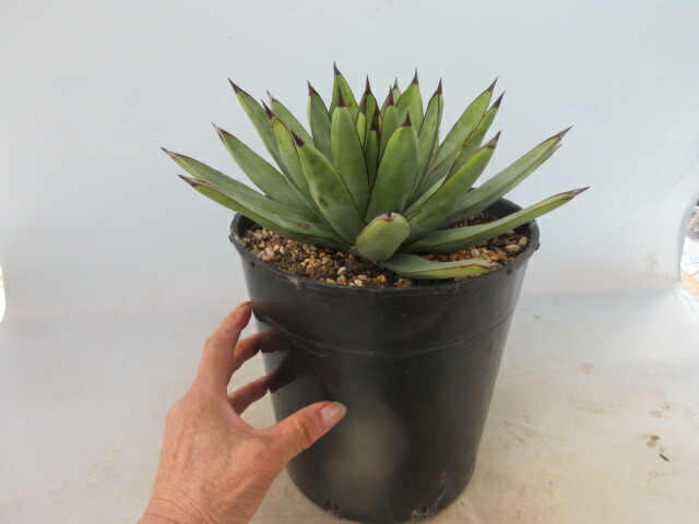 楽天市場】【現品・現物】アガベ・スノーグロー Agave hyb.'Snow