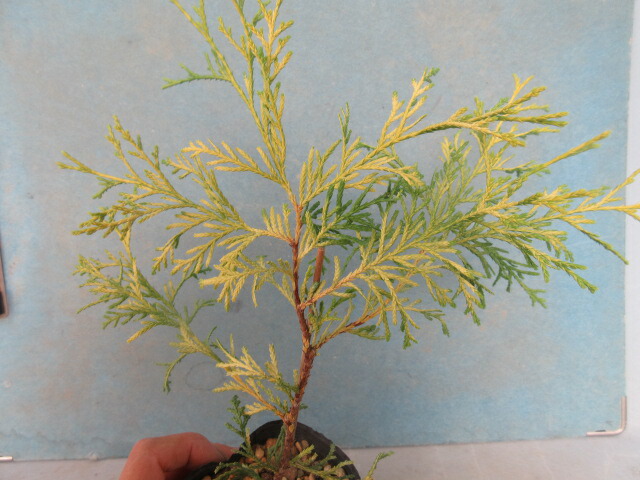 楽天市場】送料無料【草物盆栽】 小豆島産 岩ヒバ （岩松・岩ヒバ