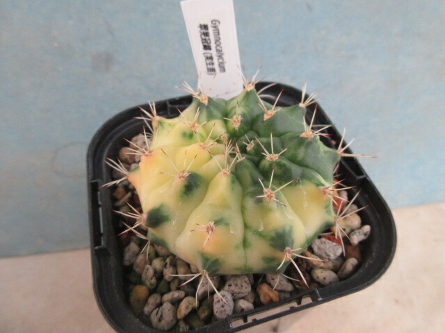 Q5レアカラー‼️ サボテン　ギムノカリキウム 54株 Q5レアカラー‼️ サボテンギムノカリキウム 54株