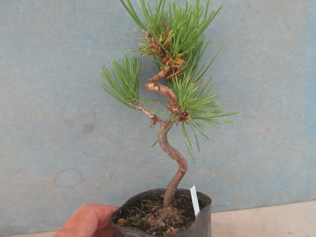 楽天市場】【送料無料】小盆栽 松 錦松（にしきまつ）B 接ぎ木 : 片岡