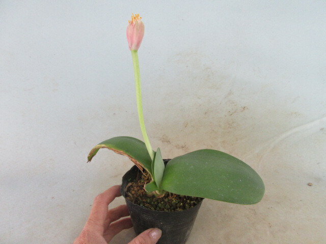 楽天市場】【送料無料】マユハケオモト（ハエマンサス）ピンク C