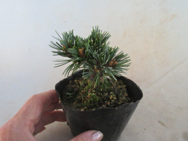 楽天市場】【送料無料】松（小盆栽）八つ房五葉松 松国宝（しょうこく