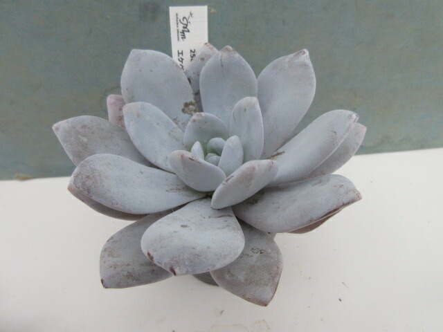 楽天市場】【送料無料】多肉植物 エケベリア モダンジェオン