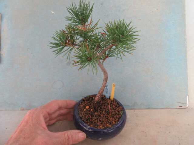 楽天市場】【送料無料】小盆栽 八つ房五葉松 八紘（はっこう）B : 片岡