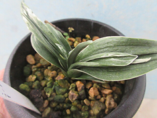 ハエマンサス 斑入り 楽天市場】【送料無料】山野草 マユハケオモト（ハエマンサス）斑入り