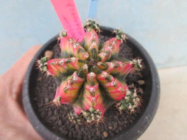 楽天市場】caサボテン ギムノカリキウム LB2178 7.5cmポット