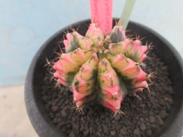 楽天市場】レアサボテン ギムノカリキウム ヒボタン錦 3.5号鉢 No2