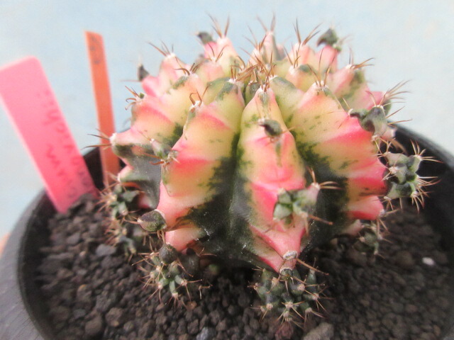 楽天市場】osギムノカリキウム 羅星丸 おもしろ サボテン 9cmポット