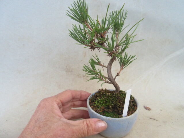 楽天市場】【送料無料】 モンタナ這松（モンタナハイマツ） 苗木