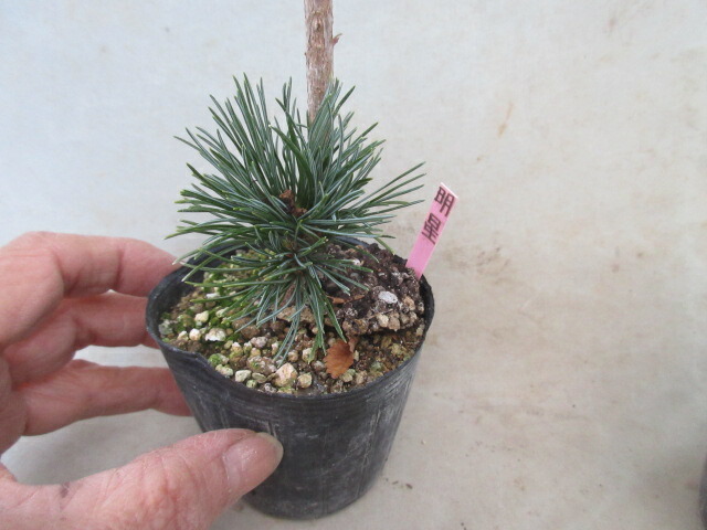 楽天市場】【送料無料】松（小盆栽）八つ房五葉松 松国宝（しょうこく