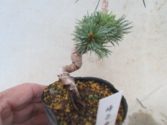 楽天市場】【送料無料】松（小盆栽）八つ房五葉松 松国宝（しょうこく