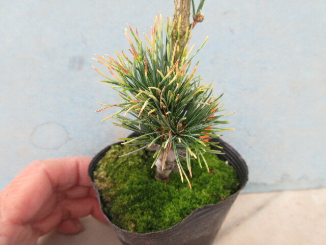 楽天市場】【送料無料】松（小盆栽）八つ房五葉松 松国宝（しょうこく