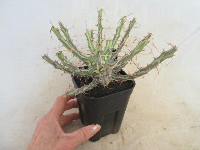 【貨物輸送無料】観葉草木 多肉植物 塊根草木 ユーフォルビア シザカンサ