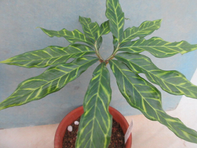 楽天市場】【送料無料】マユハケオモト（ハエマンサス）ピンク C