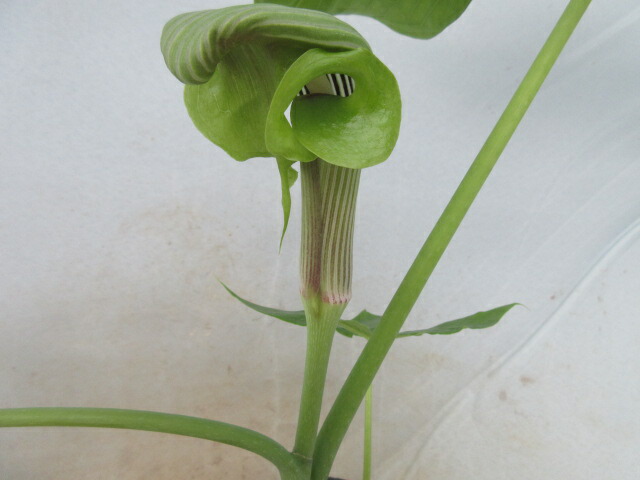 山野草 カンアオイ ホロテンナンショウ 模様葉 開花見込み ① 休眠中