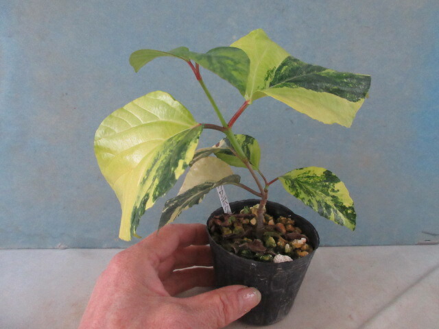 楽天市場】【送料無料】マユハケオモト（ハエマンサス）ピンク C