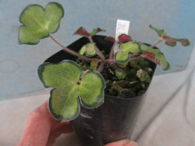 山野草　　斑入り　　黄大覆輪　　ワサビ　　山葵 ワサビ／わさび／山葵 - 庭木図鑑 植木ペディア