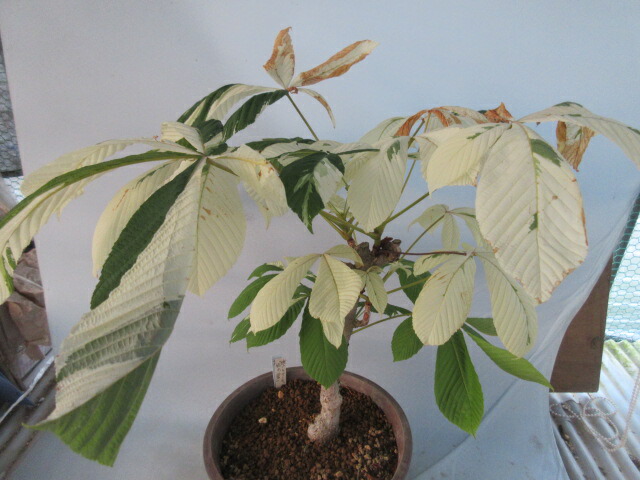 楽天市場】【送料無料】ツタ 斑入り「五色ヅタ」A : 片岡笑幸園「悠々