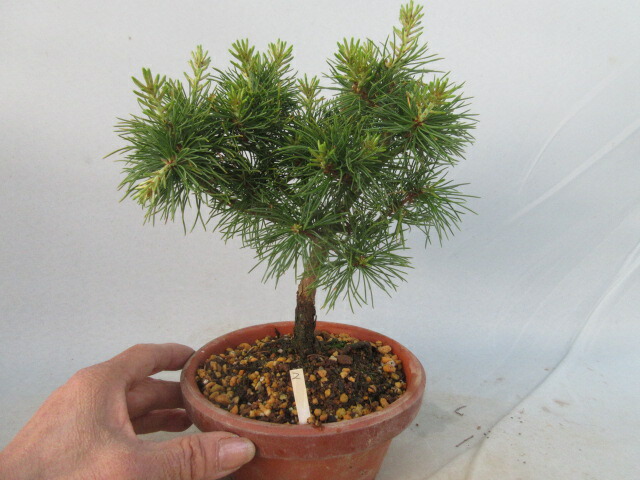 楽天市場】【送料無料】小盆栽 八つ房五葉松 八紘（はっこう）B