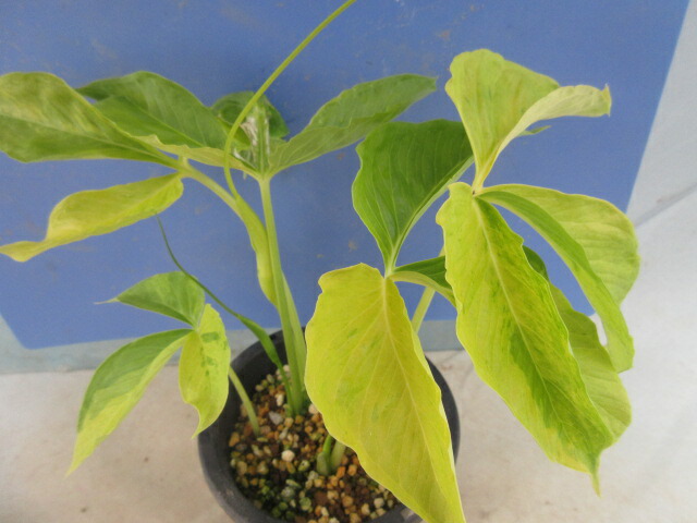 楽天市場】【送料無料】山野草 マユハケオモト（ハエマンサス）斑入り