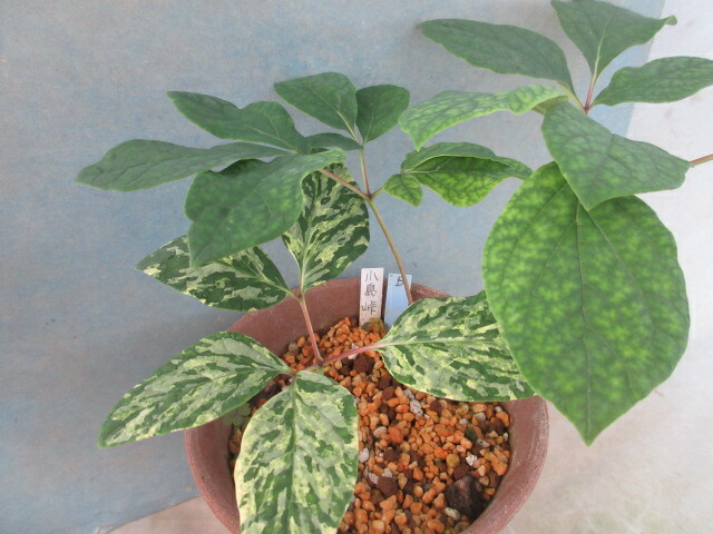 楽天市場】【送料区分A】【10.5cmポット／1ポット】ヤマシャクヤク