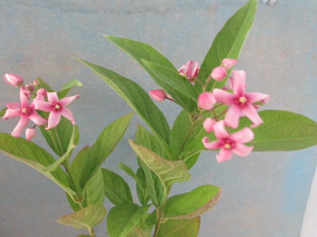 楽天市場】【送料無料】夏の山野草 桃色テンナンショウ キャンディディ