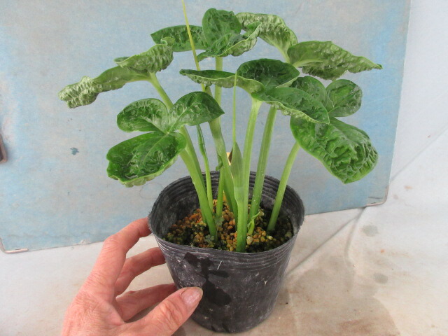 楽天市場】【送料無料】山野草 マユハケオモト（ハエマンサス）斑入り